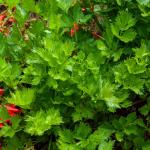 Aromatiques - Céleri Branche à Couper - face recto